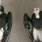Germania: coppia di avvoltoi gay viene separata Cultura Gay 