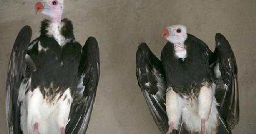 Germania: coppia di avvoltoi gay viene separata Cultura Gay 