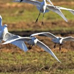 I maschi di ibis bianco diventano gay per colpa del mercurio Cultura Gay 