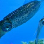 Gli scienziati trovano calamari bisessuali profondità nell'oceano GLBT News 