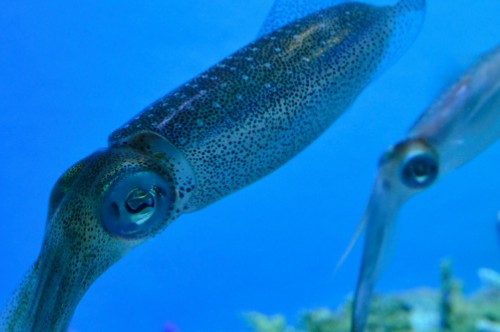 Gli scienziati trovano calamari bisessuali profondità nell'oceano GLBT News 