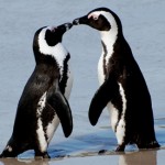 Canada, coppia di pinguini gay presto separati per riprodursi Amore e Sesso Gay GLBT News 