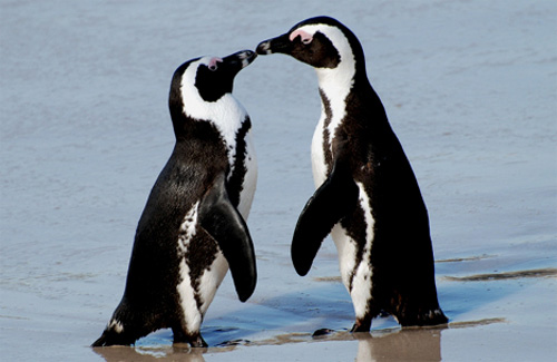 Canada, coppia di pinguini gay presto separati per riprodursi Amore e Sesso Gay GLBT News 