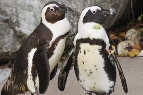Pinguini gay separati: torneranno insieme in primavera Amore e Sesso Gay 