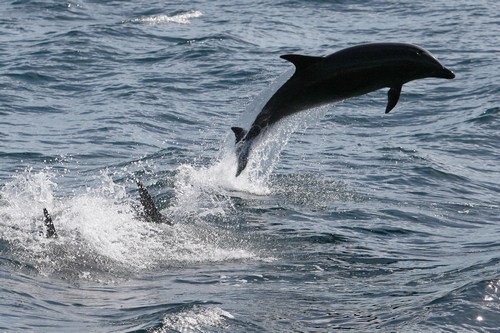 I delfini sono bisessuali GLBT News Primo Piano 