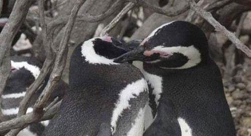 La coppia di pinguini gay avrà un figlio Amore e Sesso Gay 