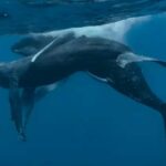 Sesso tra balene: la foto che cattura due esemplari maschi Primo Piano 