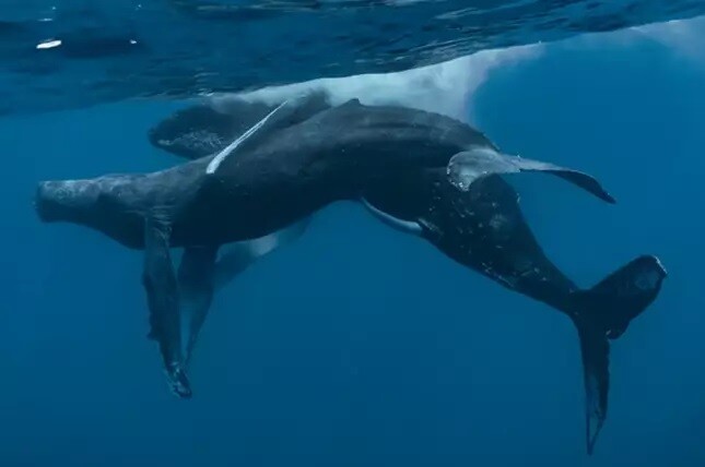 Sesso tra balene: la foto che cattura due esemplari maschi Primo Piano 